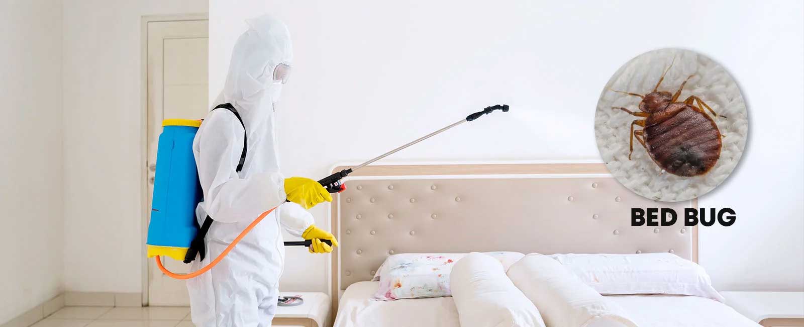 Professional Bed Bug Treatment Services