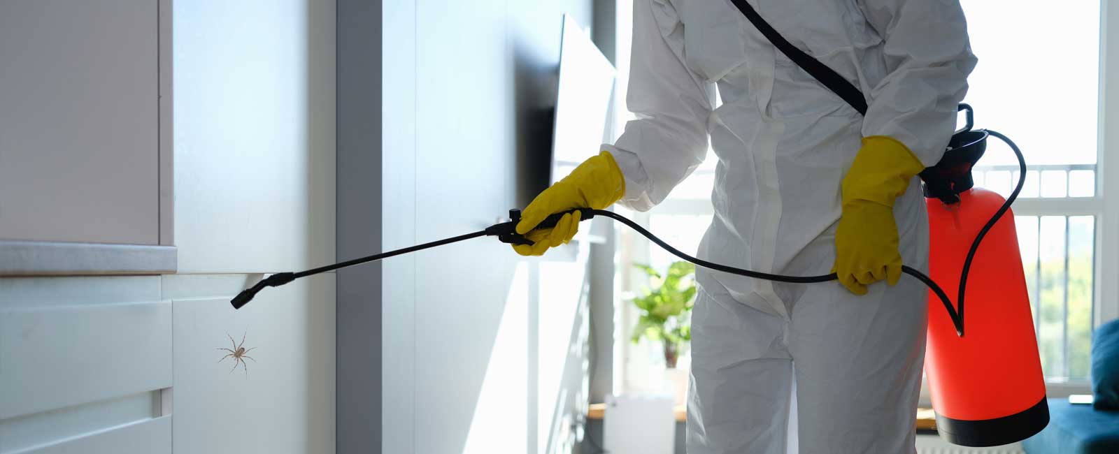 Expert Spider Control Services in Mangalore