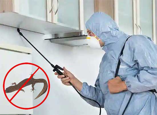 Chinmayee-lizard-control