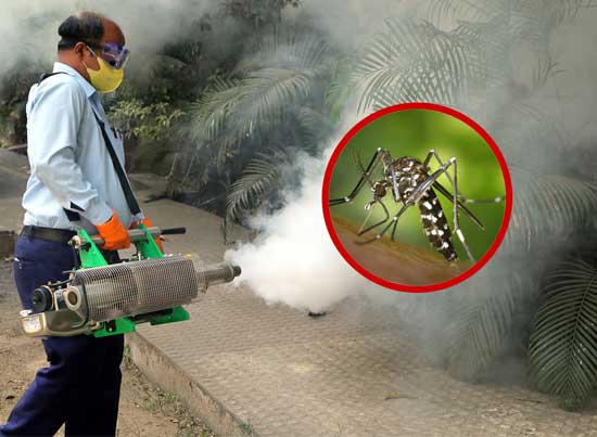 Mosquito Control